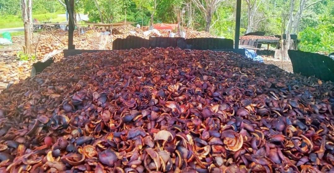 Purchase of local copra
